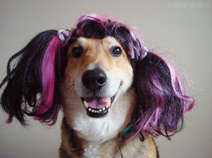 Top 10 Hilarious Dog With Wigs - Top Inspired