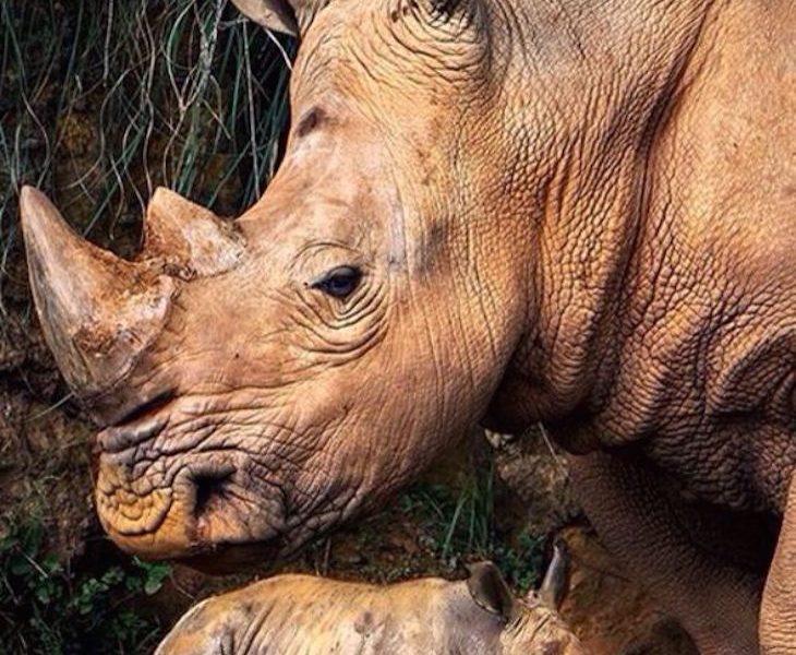 TOP 10 Differences Between the 5 Rhino Species - Top Inspired