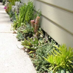 Really-Small-Succulent-Garden-300x300