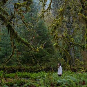 toptrees-olympic-national-park_77892_990x742-300x300