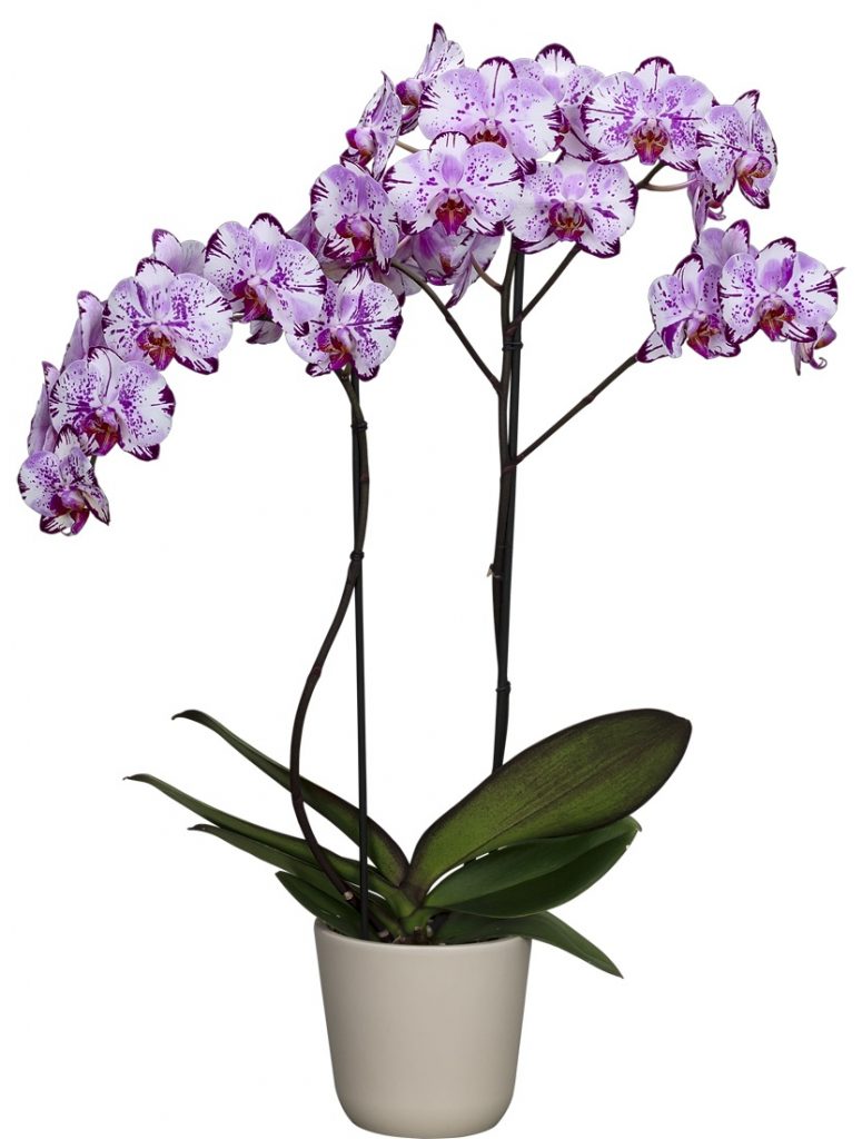 Top 10 Phalaenopsis Orchids Care Tips