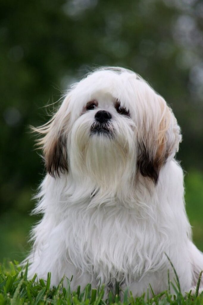 are lhasa apso puppies lazy