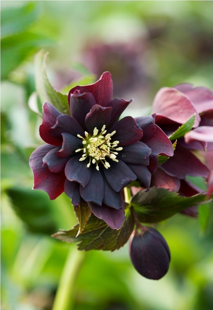 Top 10 Black Flowers and Plants to Add Drama to Your Garden