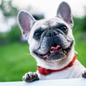 french-bulldog-summer-smile-joy-160846-1-300x300