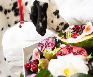 What To Do If Your Dog Is A Picky Eater: 6 Tips For Encouraging Appetite