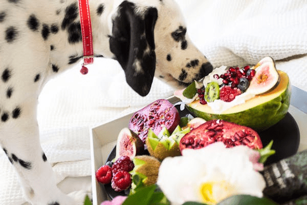 What To Do If Your Dog Is A Picky Eater: 6 Tips For Encouraging Appetite