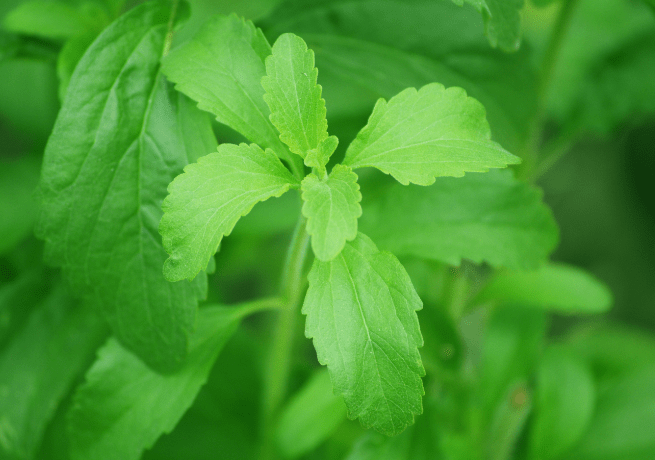 Stevia-Around-the-World