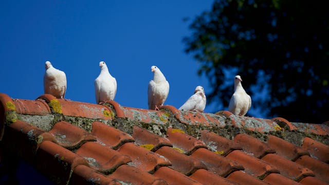 new-roof-is-in-place